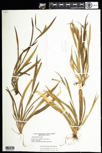 Carex plantaginea image