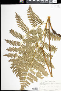 Pteridium aquilinum image