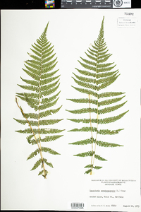 Thelypteris noveboracensis image