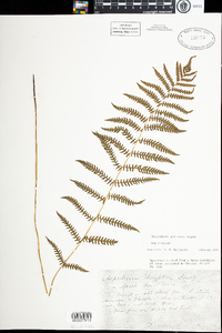 Thelypteris palustris var. pubescens image