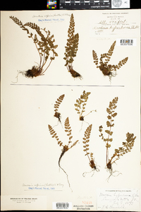 Woodsia alpina image