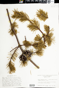 Pinus banksiana image