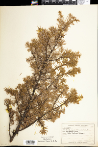 Juniperus communis var. depressa image