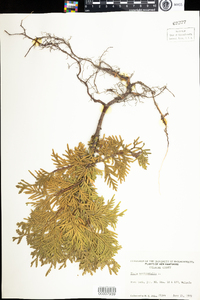 Thuja occidentalis image