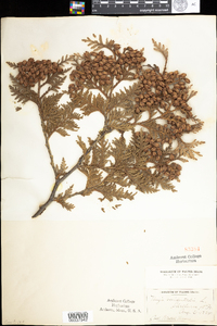 Thuja occidentalis image