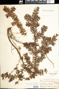 Taxus canadensis image