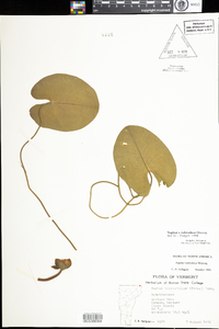 Nuphar lutea ssp. rubrodisca image