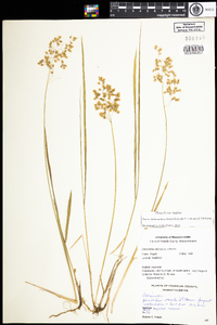 Hierochloe hirta ssp. hirta image