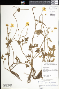 Ranunculus repens var. glabratus image