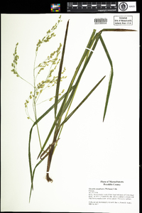 Glyceria canadensis image