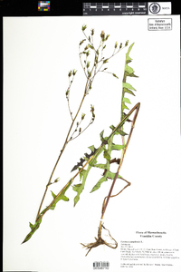 Lactuca canadensis image