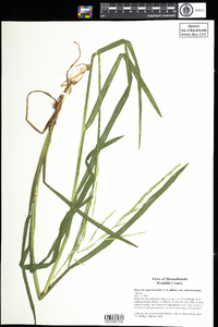 Glyceria septentrionalis var. septentrionalis image