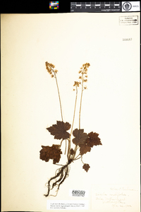 Tiarella cordifolia image