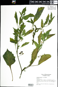 Solanum nigrum subsp. nigrum image