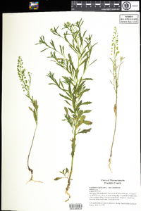 Lepidium virginicum var. virginicum image