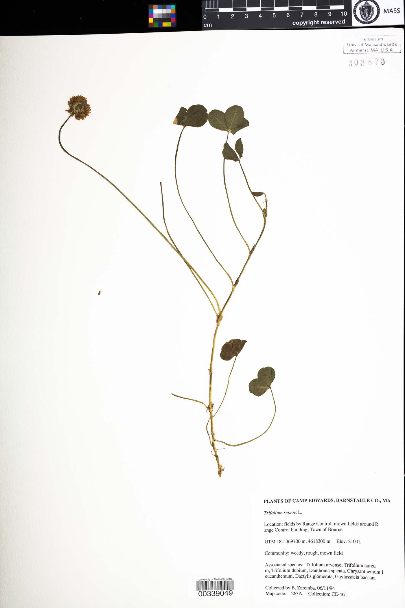 Trifolium repens image