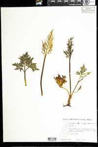 Botrychium multifidum image