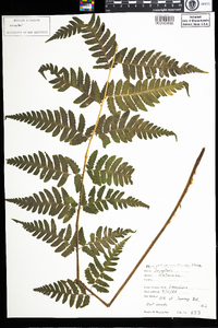 Dryopteris clintoniana image