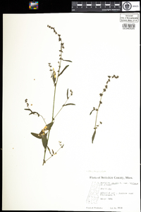 Atriplex patula image