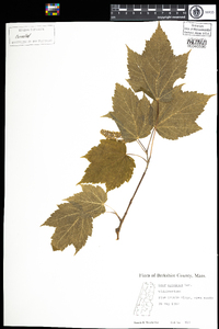 Acer spicatum image