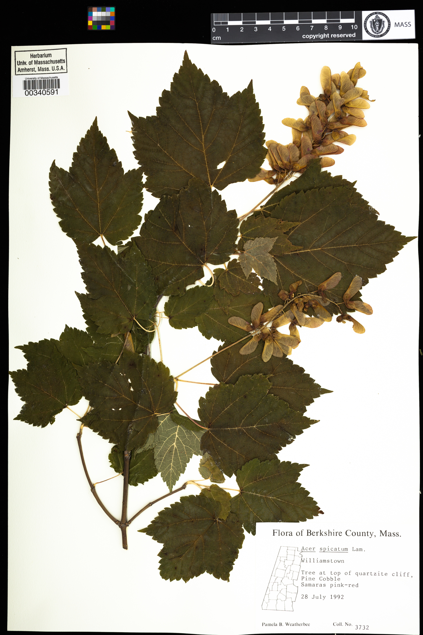 Acer spicatum image