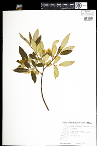 Salix serissima image