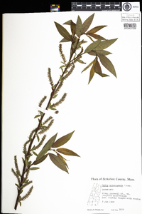 Salix eriocephala image