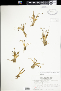 Sagittaria montevidensis var. spongiosa image