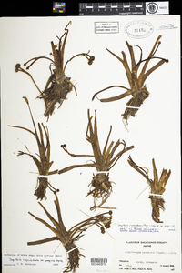 Sagittaria montevidensis var. spongiosa image