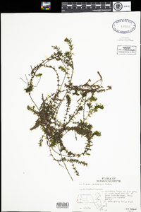 Elodea canadensis image