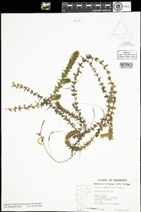 Elodea canadensis image