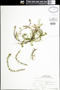 Elodea nuttallii image