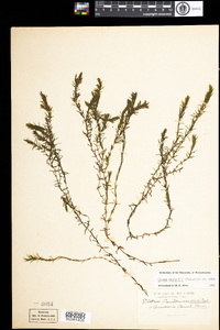 Elodea nuttallii image