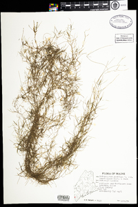 Potamogeton pusillus var. tenuissimus image