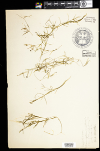 Potamogeton pusillus var. tenuissimus image