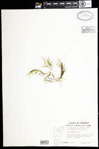Potamogeton pusillus var. tenuissimus image