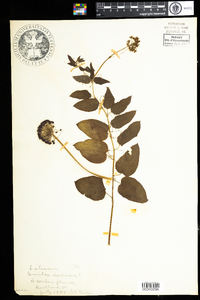 Smilax herbacea image