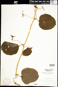 Smilax rotundifolia image