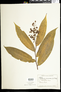 Maianthemum racemosum image