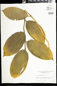 Maianthemum racemosum image