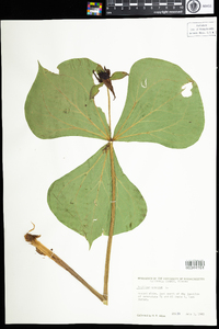 Trillium erectum image