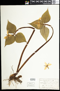 Trillium undulatum image