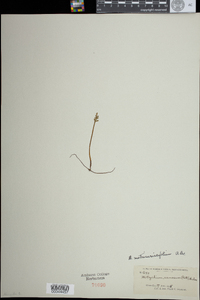 Botrychium matricariifolium image