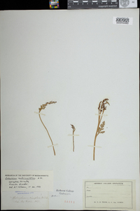 Botrychium matricariifolium image