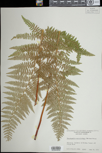 Dennstaedtia punctilobula image