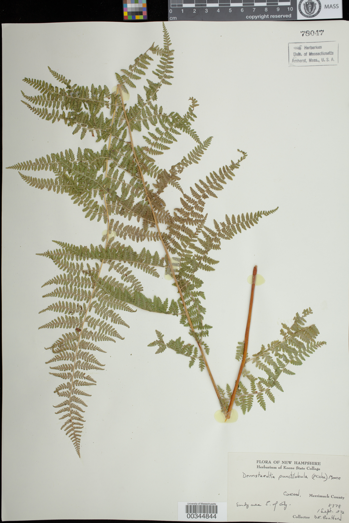 Dennstaedtiaceae image