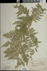 Dryopteris campyloptera image