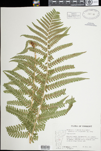 Dryopteris filix-mas image