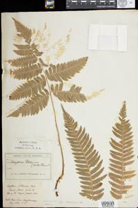 Dryopteris goldiana image