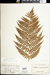 Dryopteris marginalis image